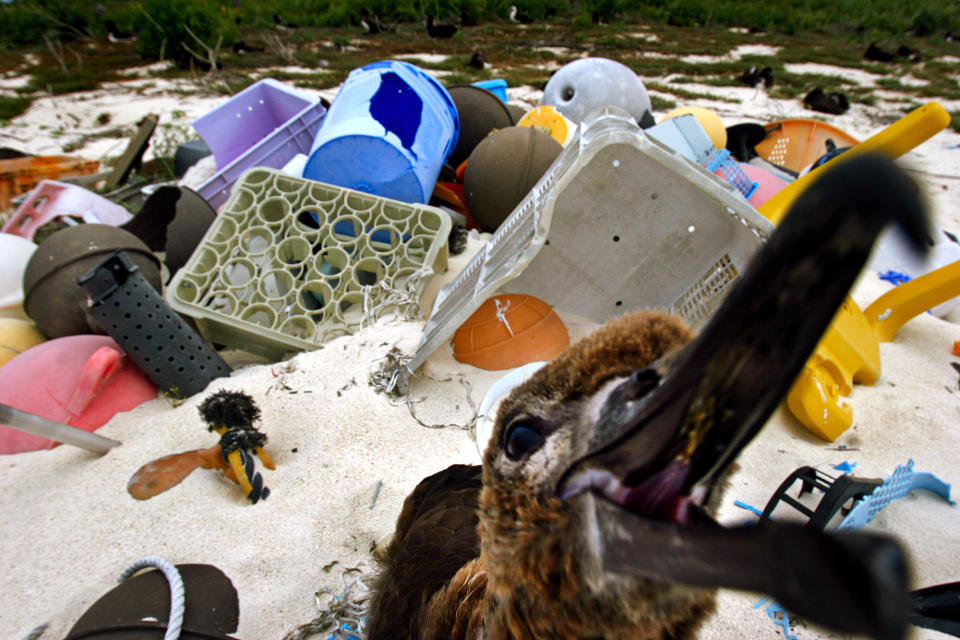 Albatrosses have become a bellweather species for the plastic pollution problem, ingesting the material and dying en masse. (Photo: Rick Loomis via Getty Images)