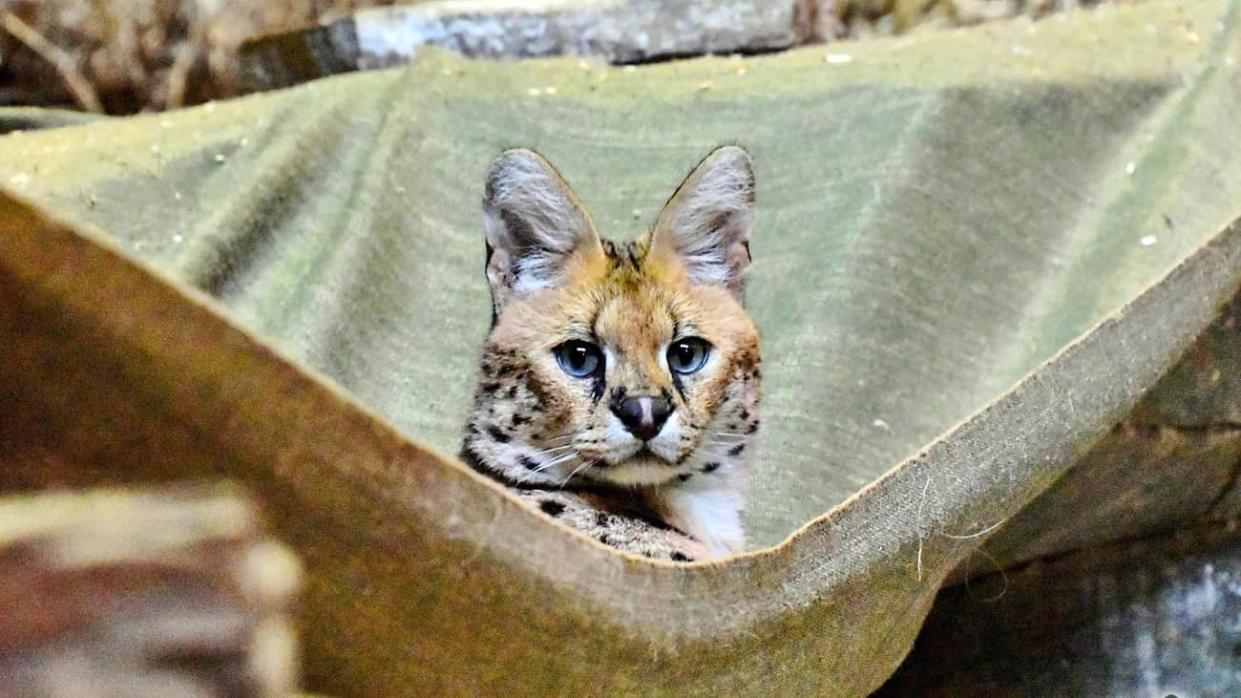 serval in Kyiv Zoo