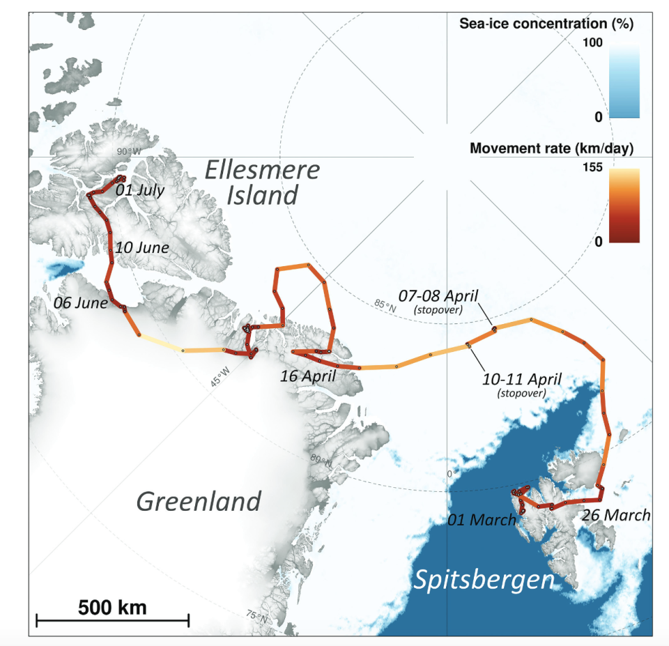 The fox travelled all the way from Norway to Canada, researchers revealed (Picture: Polar Institute)