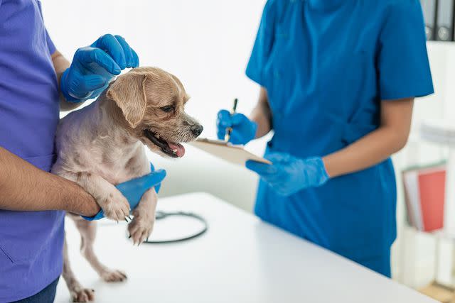 <p>Ashi Sae Yang/Getty</p> Stock image of a dog at the veterinarian.