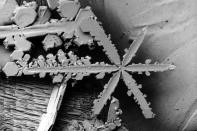 Researchers capture naturally occurring flakes and then quickly dip them in liquid nitrogen to keep them from melting as they are transported to the electron microscope for study. (Photo courtesy of <a href="http://emu.arsusda.gov/snowsite/default.html" rel="nofollow noopener" target="_blank" data-ylk="slk:emu.arsusda.gov;elm:context_link;itc:0;sec:content-canvas" class="link ">emu.arsusda.gov</a>)