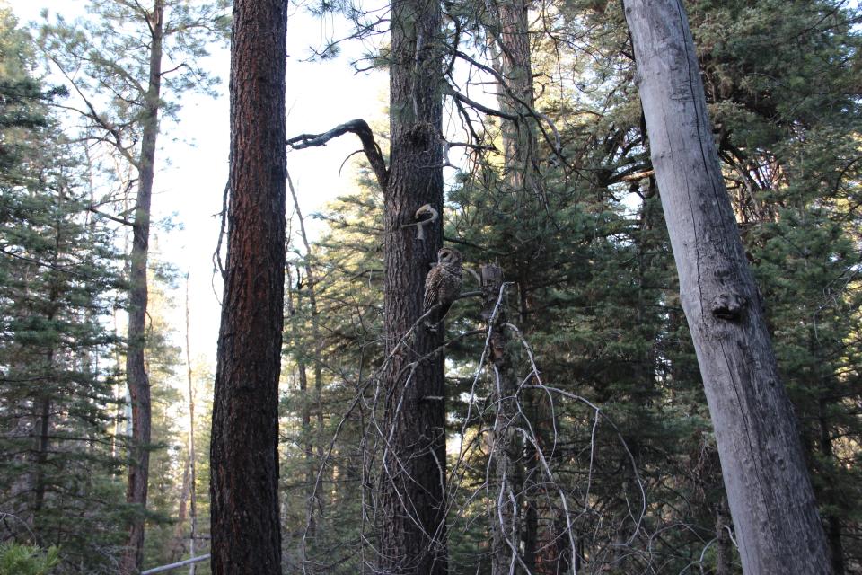 An adult Mexican spotted owl scans the forest for activity.