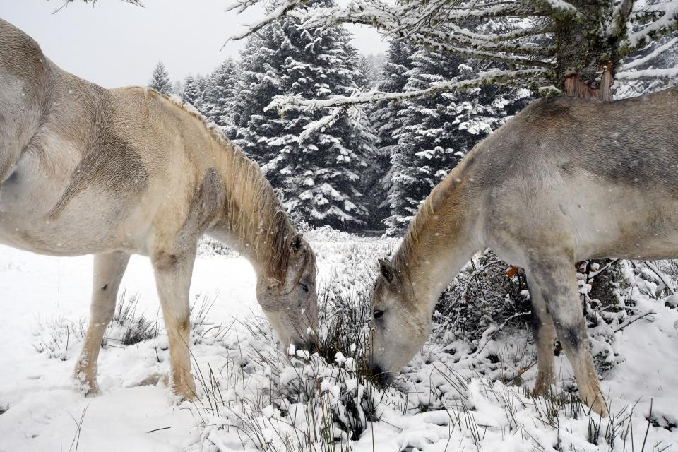 <p>Nachdem der erste Schnee am Payolle-See in den französischen Pyrenäen gefallen ist, knabbern zwei Pferde das gefrorene Gras. (Bild: Laurent Dard/AFP/Getty Images) </p>