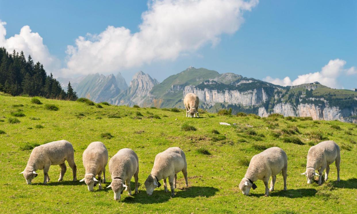 <span>Grazing sheep in the Appenzell Alps. Wolf numbers in Switzerland have swelled to 300 since their reappearance in 2012.</span><span>Photograph: Westend61 GmbH/Alamy</span>