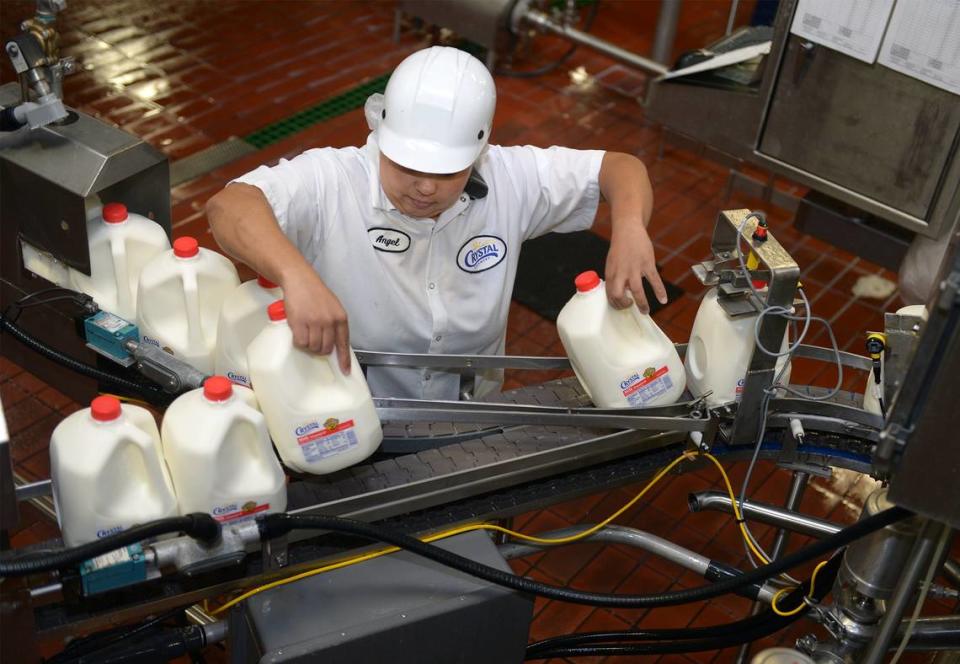 In this September 2015 photo, filler operator Angel Hailey works with gallons of milk at Crystal Creamery in Modesto, Calif.