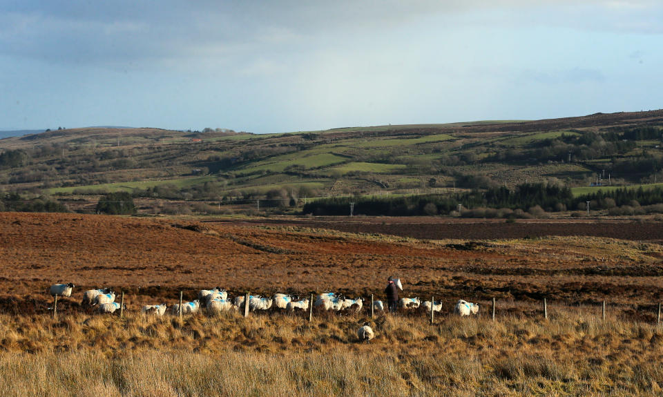 A sheep farmer feeds his flock in a field between Fintona and Fivemiletown in County Tyrone.