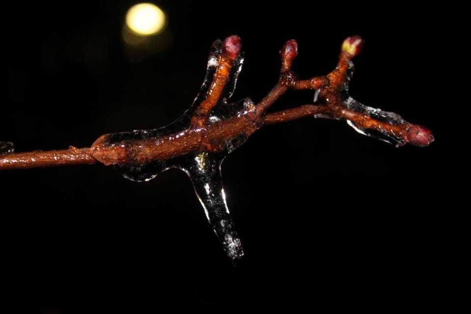 The catalyst during last week’s winter storm was a buildup of ice on trees, causing branches to fall on power lines or weigh electric equipment down.