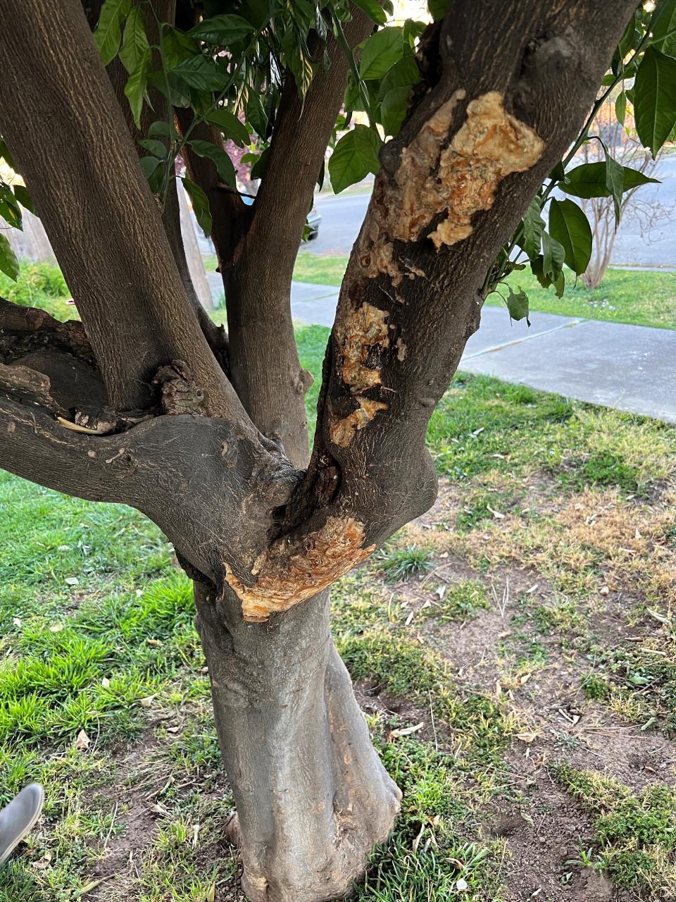 The damage on this citrus tree could be a sign of one of two diseases, Phytophthora gummosis or Psorosis.