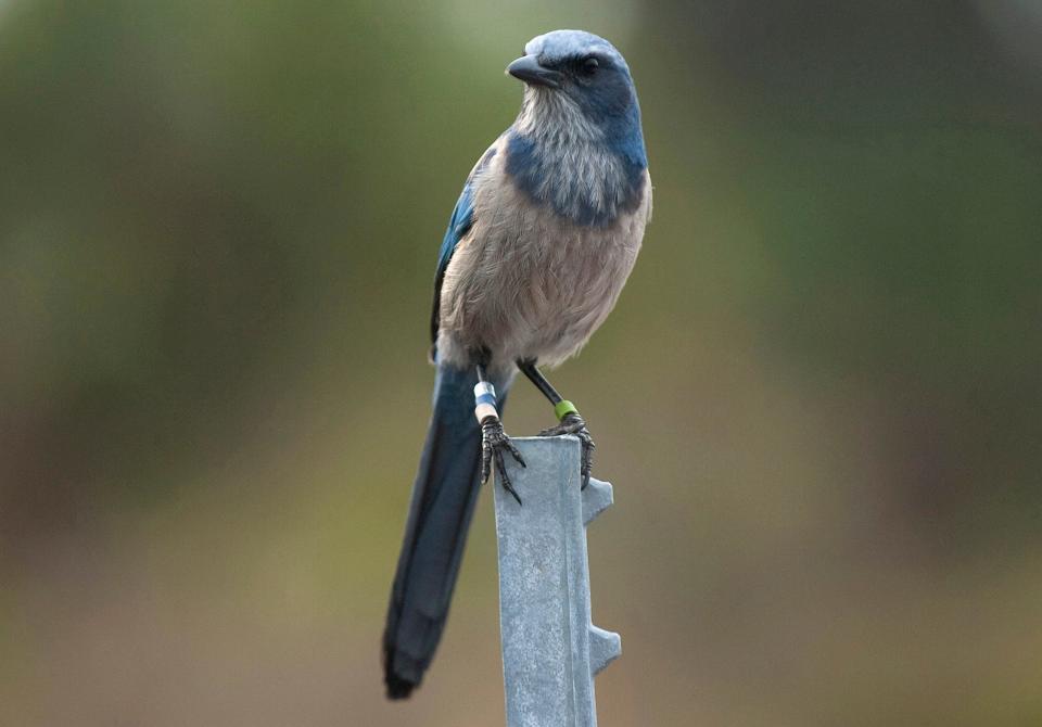 A Florida scrub jay within Oscar Scherer State Park on Thursday, Feb. 2, 2012. Florida scrub jays are considered a threatened species by both the Florida Fish and Wildlife Conservation Commission and the U.S. Fish and Wildlife Service and are listed as “vulnerable to extinction” by the International Union for Conservation of Nature.