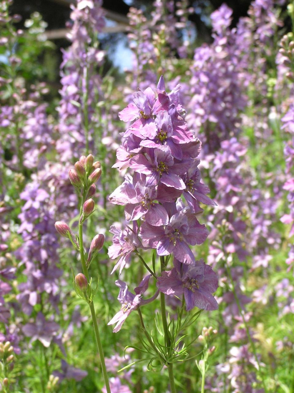 Flower, Flowering plant, Plant, Lavender, Clary, Dactylorhiza praetermissa, Subshrub, Common sage, Delphinium, beardtongue, 