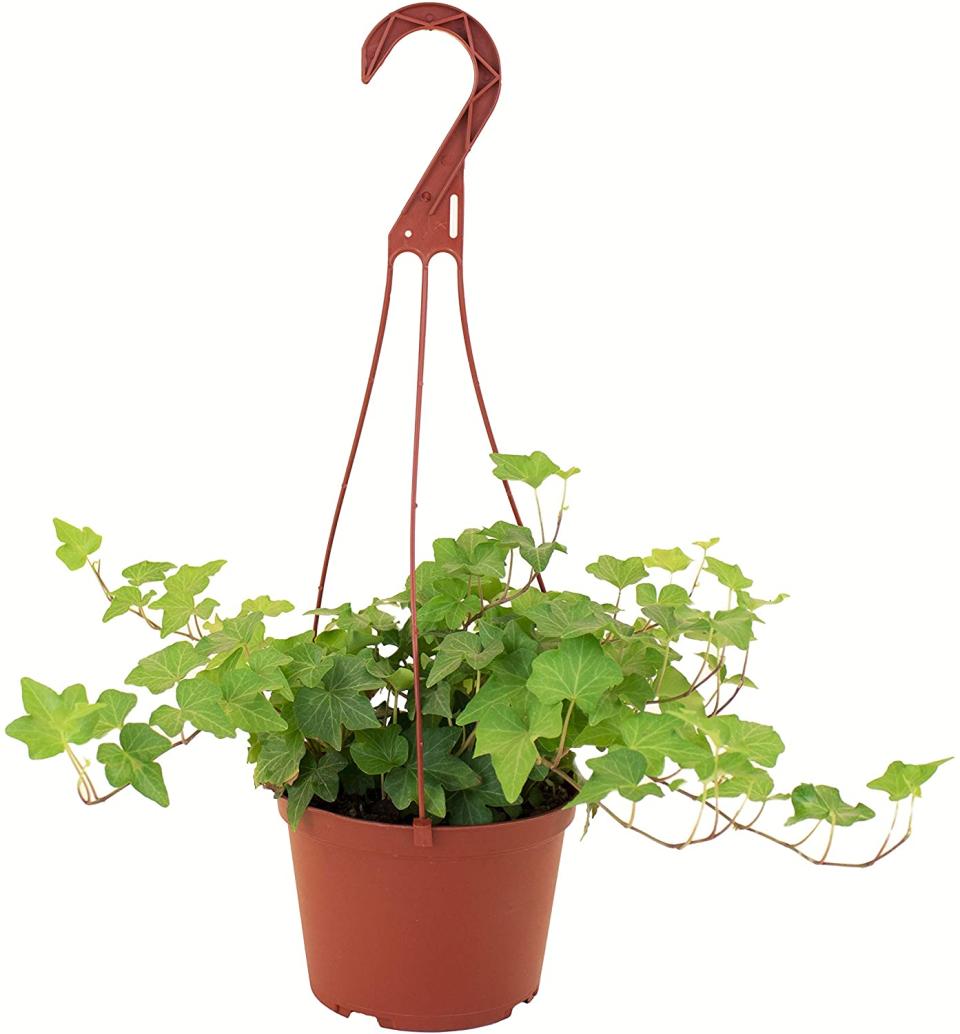 Hanging ivy, anyone? (Photo: Amazon)