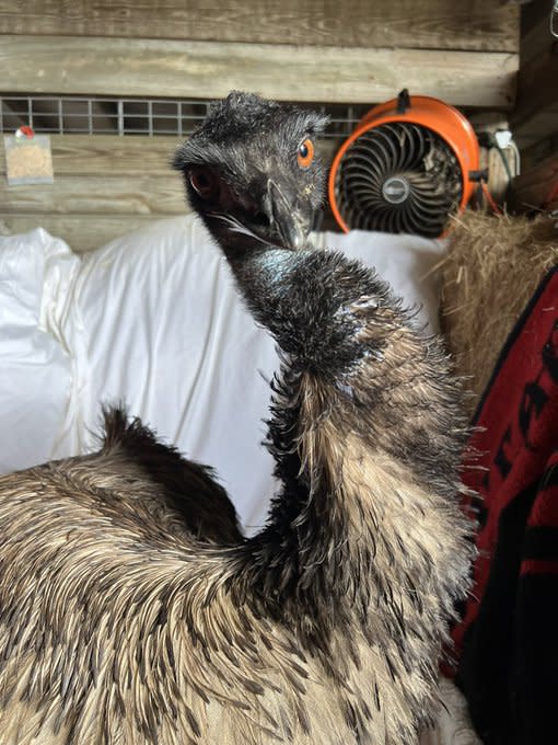 TikTok Famous Emmanuel The Emu Is Recovering After Avian Flu Scare