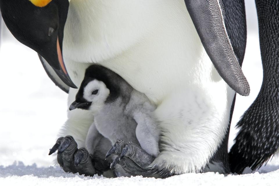 When the sea ice gets too thin, it can break out early and penguin chicks may drown. <a href="https://www.gettyimages.com/detail/photo/emperor-penguin-royalty-free-image/97387476?adppopup=true" rel="nofollow noopener" target="_blank" data-ylk="slk:Sylvain Cordier/DigitalVision via Getty Images;elm:context_link;itc:0;sec:content-canvas" class="link ">Sylvain Cordier/DigitalVision via Getty Images</a>