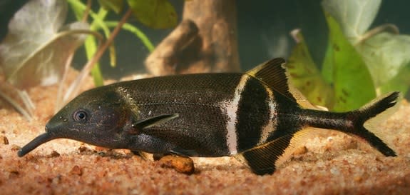 The elephantnose fish (Gnathonemus petersii).