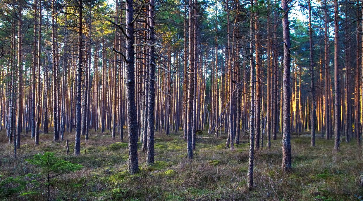 A red pine forest. PxHere