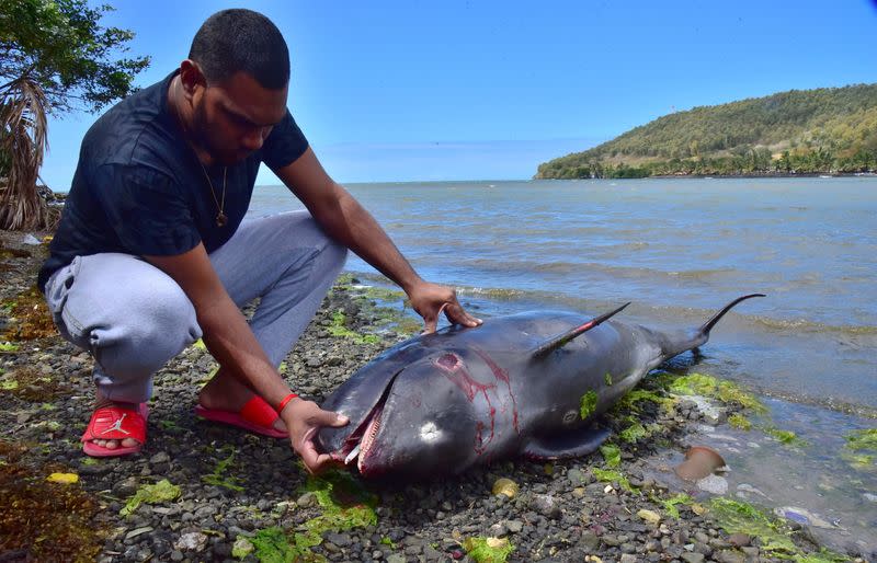 An unidentified man looks at the carcass of a dolphin that died and was washed up on shore at the Grand Sable