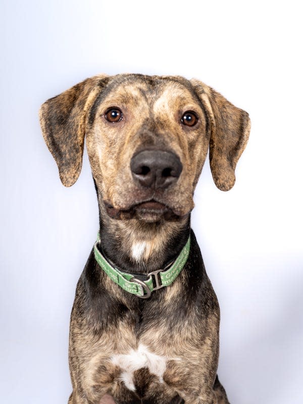 Lachlan is a large 1-year-old Catahoula leopard mix with a black and brown coat. He’s a gentle, nice dog that is looking for his special family to adventure with.