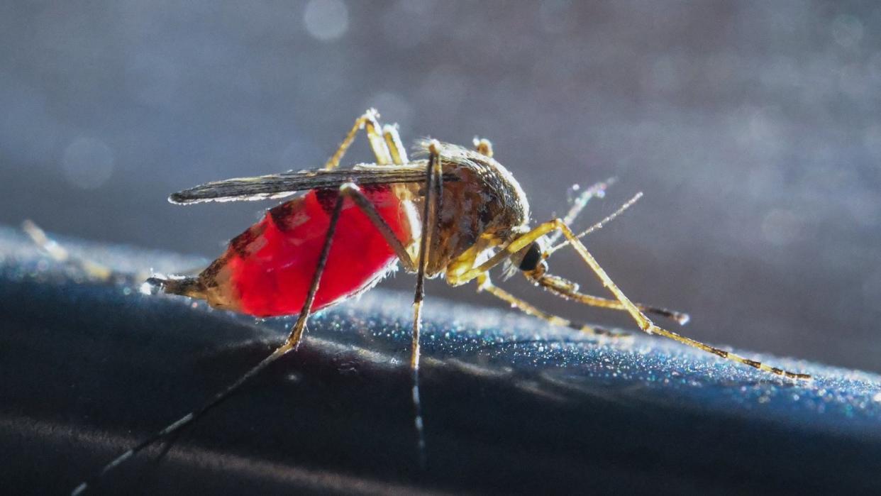 Eine mit Blut vollgesaugte Mücke. Die extrem lange Trockenzeit hat die Mückenzahl in vielen Regionen dezimiert. Foto: Patrick Pleul