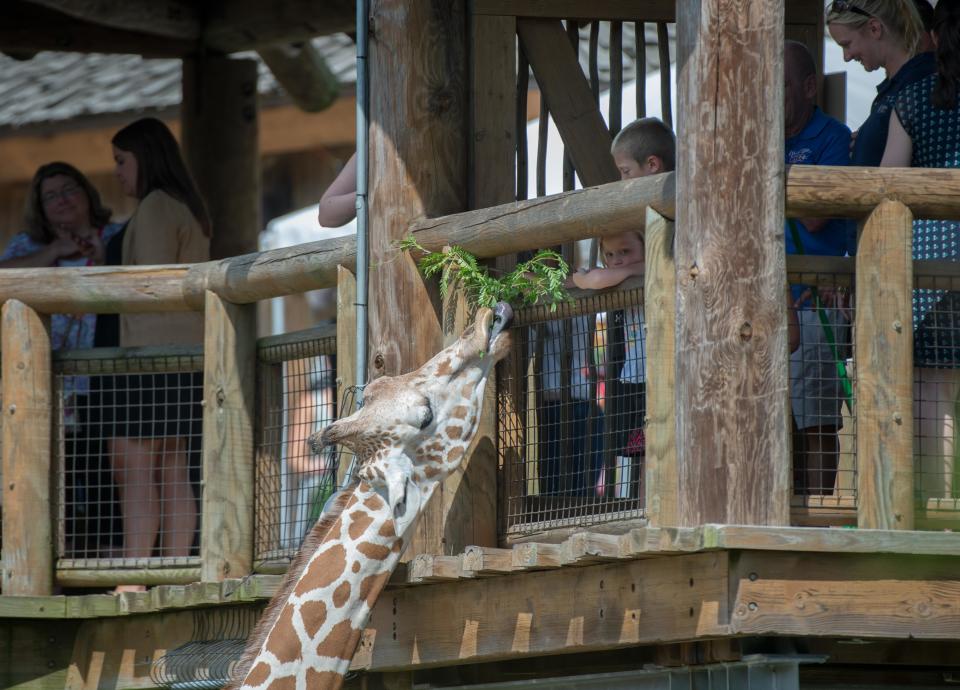 Kids feed Emy, one of the Peoria Zoo's giraffes, during feeding time on Monday, July 16, 2018.