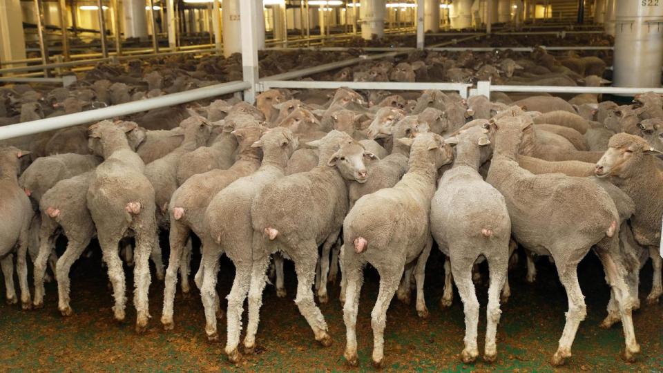 The live sheep export ban was prompted by animal welfare concerns.