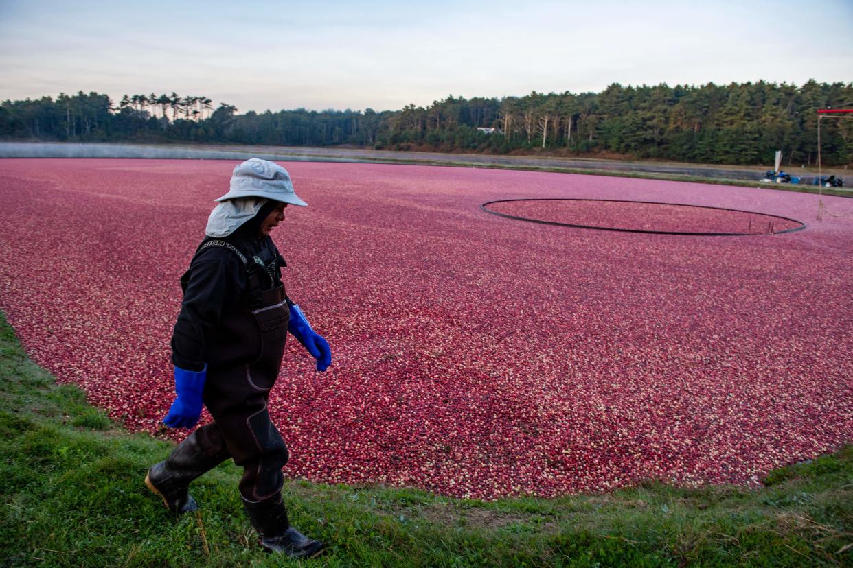 A farmhand walks by a cranberry bog.