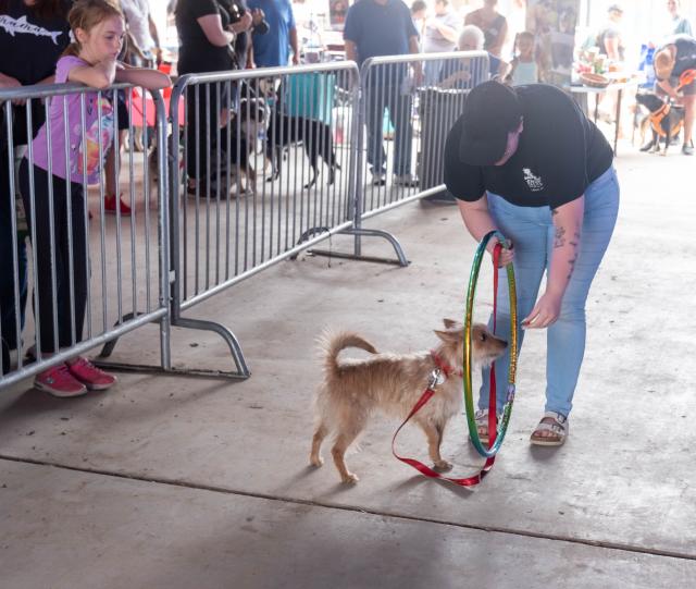 Amarillo goes to the dogs during annual Muttfest at Starlight Ranch