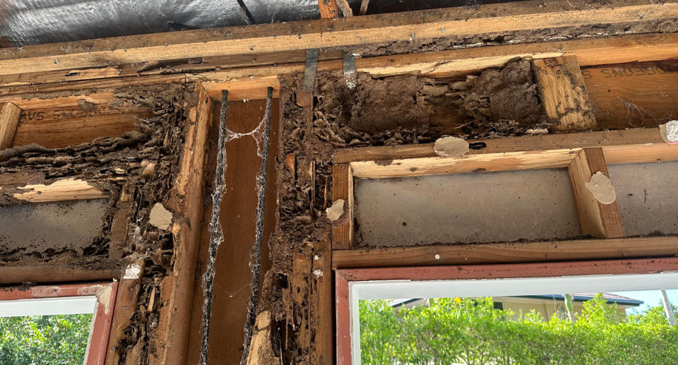 Termite damage behind walls with rotten timber in the Queensland property. 