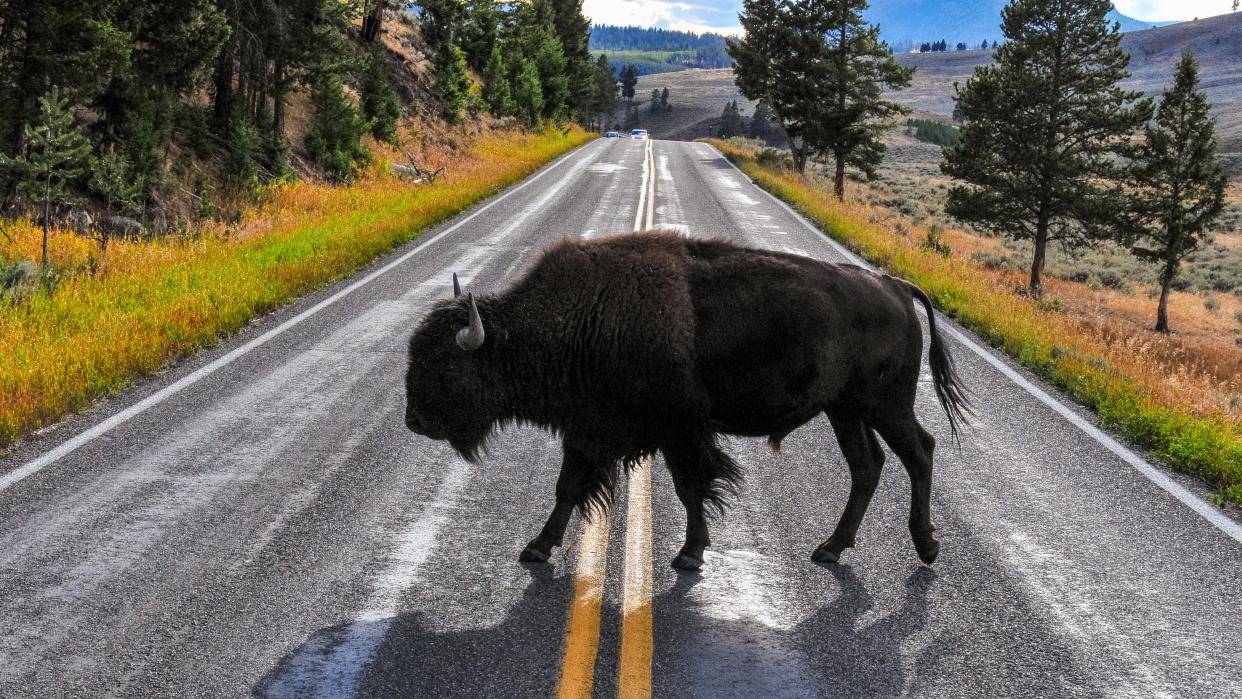  Bison crossing road at Yellowstone National Park. 