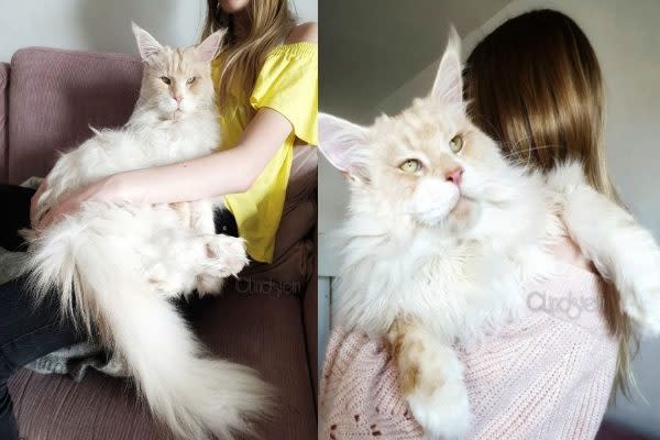 最愛的事就是討抱抱（圖／IG@lotus_the_mainecoon）