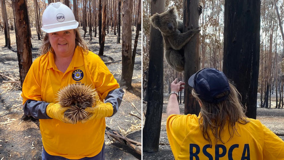 RSPCA South Australia’s Chief Inspector, Andrea Lewis decided to detail her experience on Kangaroo Island, as she cares for injured animals following the bushfires. Source: RSPCA South Australia