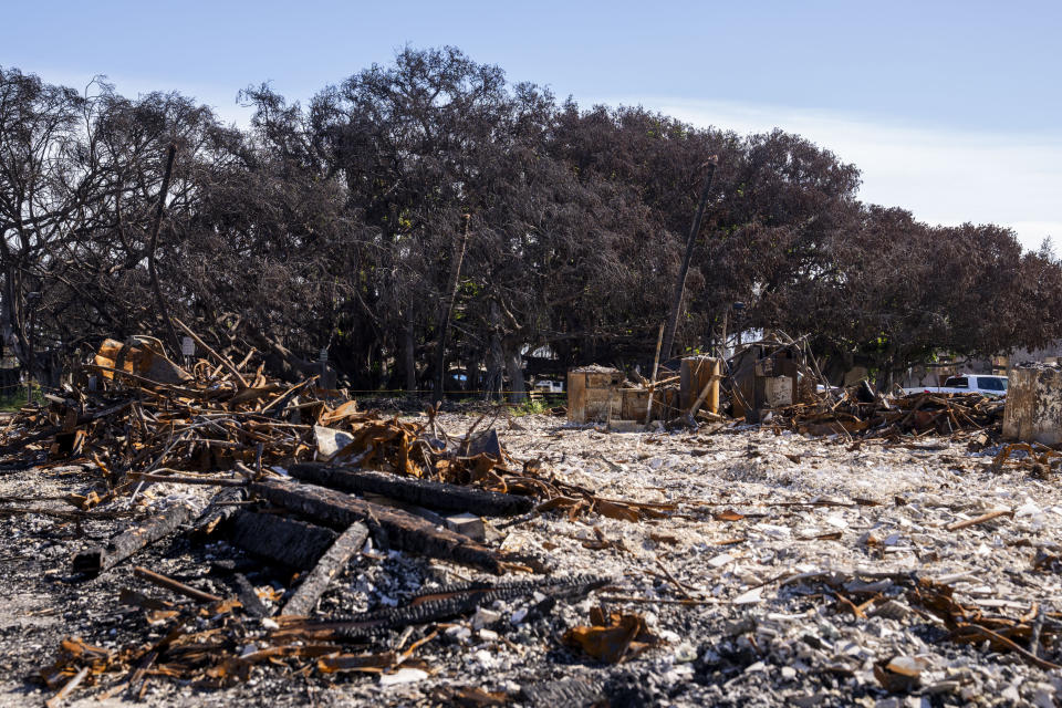 The 150-year-old banyan tree on Front Street is seen behind rubble in burn zone 11A Dec. 8, 2023, in Lahaina, Hawaii. The area reopened Monday, Dec. 11, to residents and owners with entry passes. (AP Photo/Lindsey Wasson)