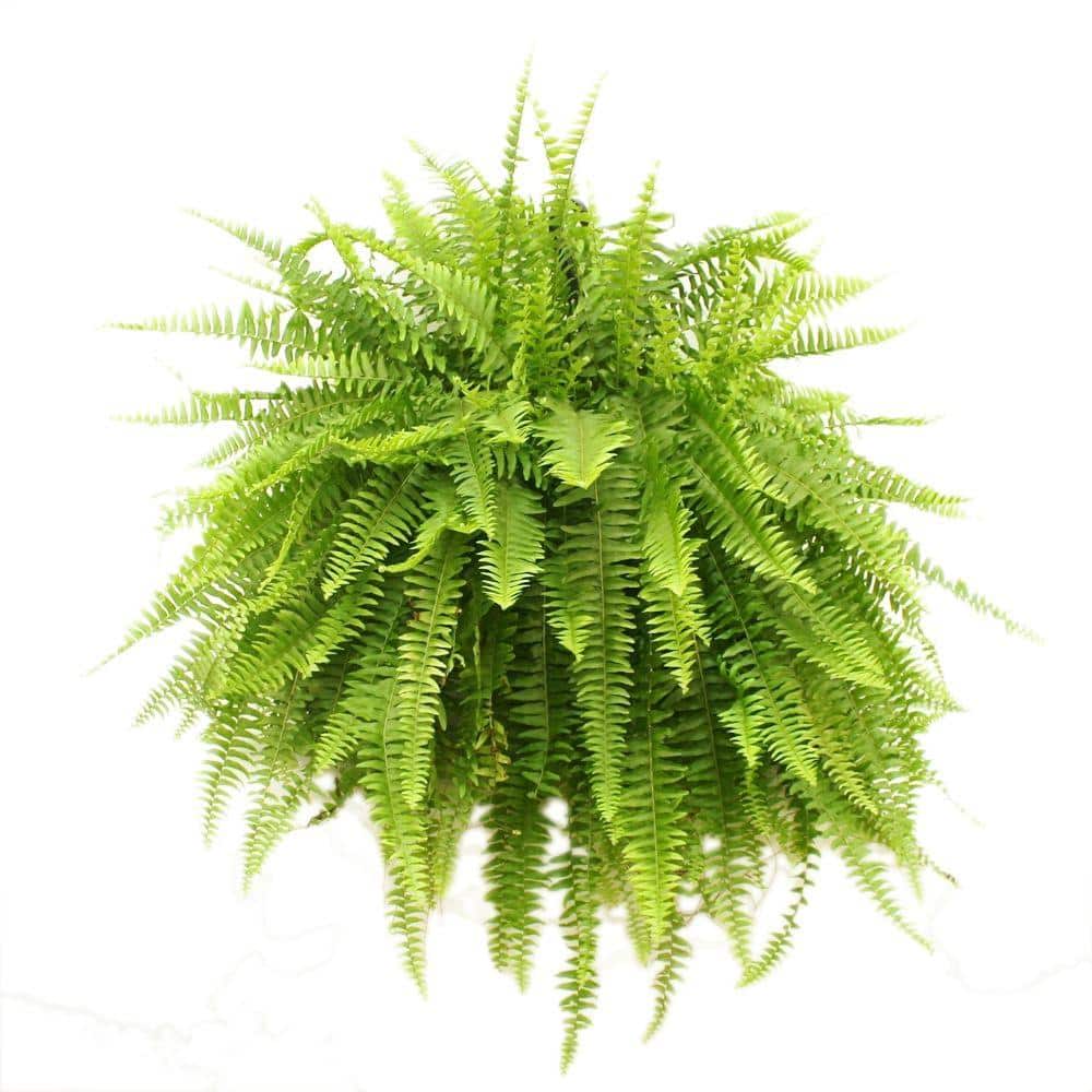 <p><a href="https://go.redirectingat.com?id=74968X1596630&url=https%3A%2F%2Fwww.homedepot.com%2Fp%2FCosta-Farms-Boston-Fern-Indoor-Outdoor-Plant-in-10-in-Hanging-Basket-Avg-Shipping-Height-1-2-ft-Tall-10BOSTHB%2F203380861&sref=https%3A%2F%2Fwww.housebeautiful.com%2Flifestyle%2Fgardening%2Fg43854993%2Foutdoor-plants-for-patio%2F" rel="nofollow noopener" target="_blank" data-ylk="slk:Shop Now;elm:context_link;itc:0;sec:content-canvas" class="link rapid-noclick-resp">Shop Now</a></p><p>Boston Fern</p><p>Home Depot</p><p>$19.97</p>