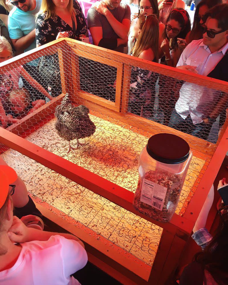 chicken bingo at Ginny's Little Longhorn Saloon