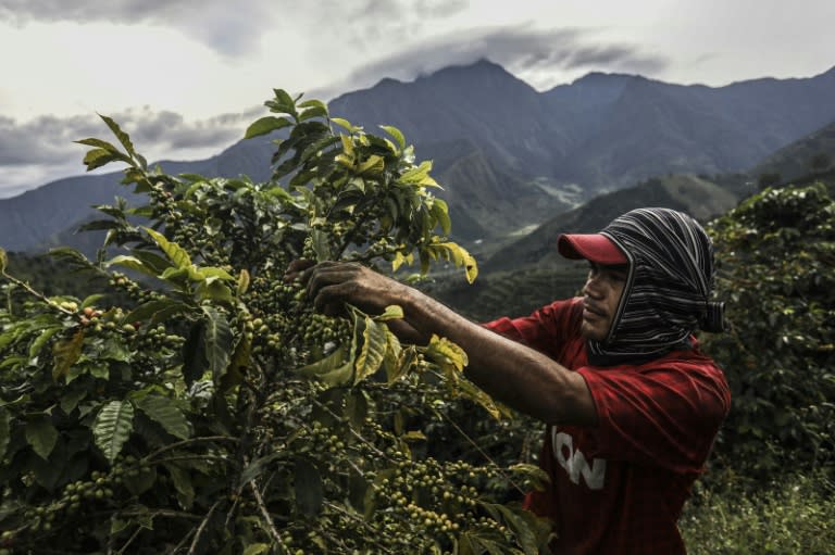 A coffee picker collects coffee in the mountains near Ciudad Bolivar, Antioquia department, Colombia on October 18, 2017. October is the peak of the coffee harvest season in the region of Ciudad Bolivar, one of Colombia's most productive coffee towns, employing over 25,000 coffee pickers from all over the country between October and December