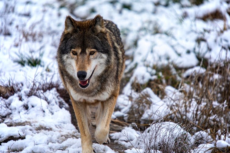 A grey wolf in a snowy forest.