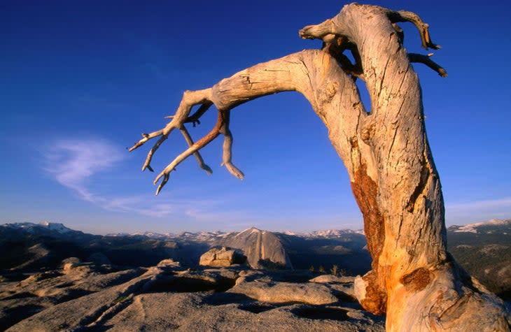 The gnarled trunk of a dead Jeffrey Pine sits atop the summit of Sentinel Dome (8,122 feet), with a view over the Yosemite National Park's ranges.