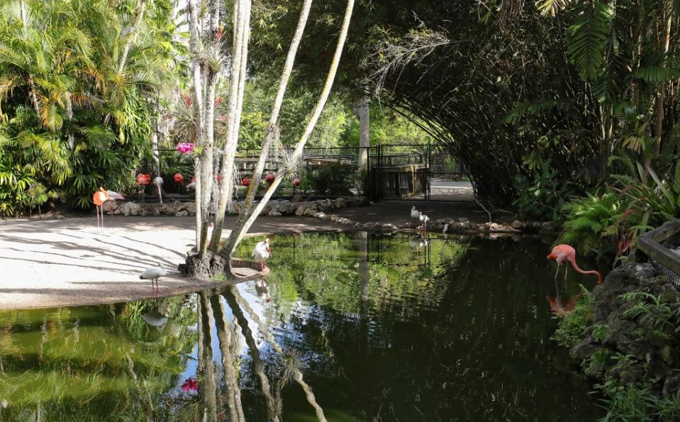 The Flamingo Pond at Flamingo Gardens via Getty Images
