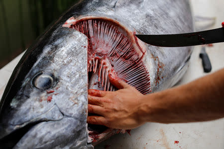 Ryder Devoe, 19, begins to clean the 200-pound Pacific bluefin tuna he spear fished off the coast of San Diego, California, U.S. September 6, 2018. REUTERS/Mike Blake