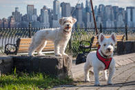 <p>West Highland White Terriers in New Jersey walk every day with a view of Manhattan. They look across the Hudson River at New Yorkers with only a view of New Jersey. (Photo: Mark McQueen/Caters News) </p>