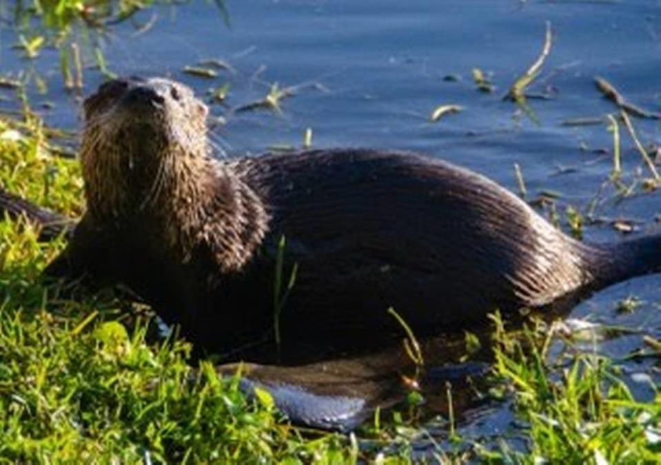 Photo of an otter coming out of a lake behind a condo in Bradenton on Jan.18, 2023