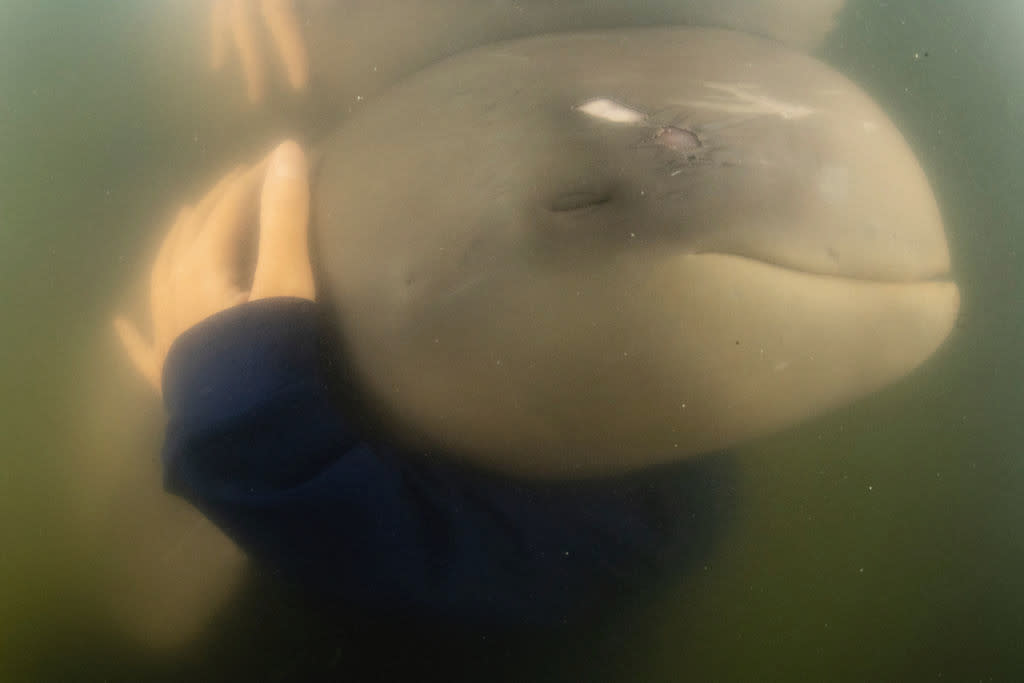 https://www.gettyimages.co.uk/detail/news-photo/an-orphaned-irrawaddy-river-dolphin-takes-a-nap-in-the-arms-news-photo/1412194442?adppopup=true