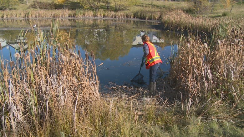 Dumped goldfish filling stormwater ponds in Okotoks almost under control