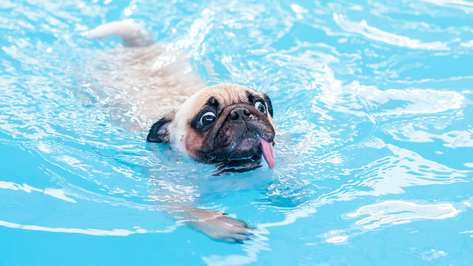 Pug struggling to swim in a pool