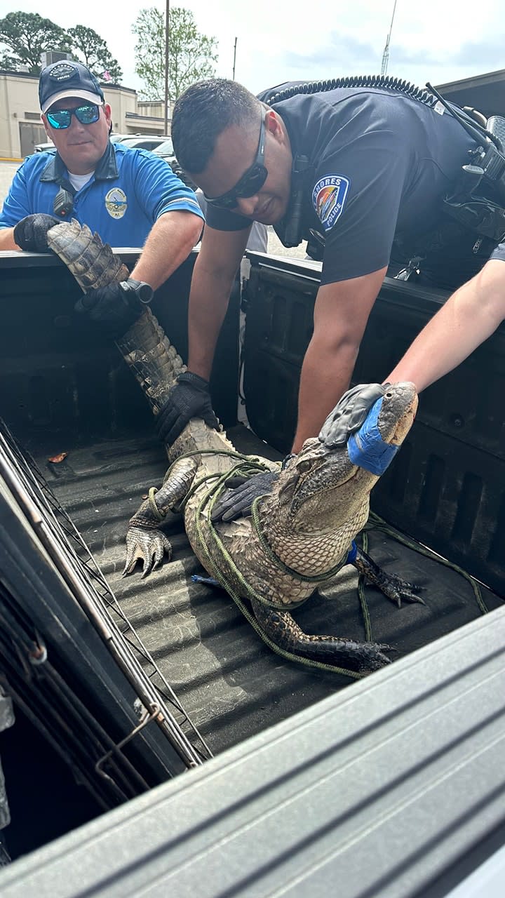 gulf shores officers catch alligator