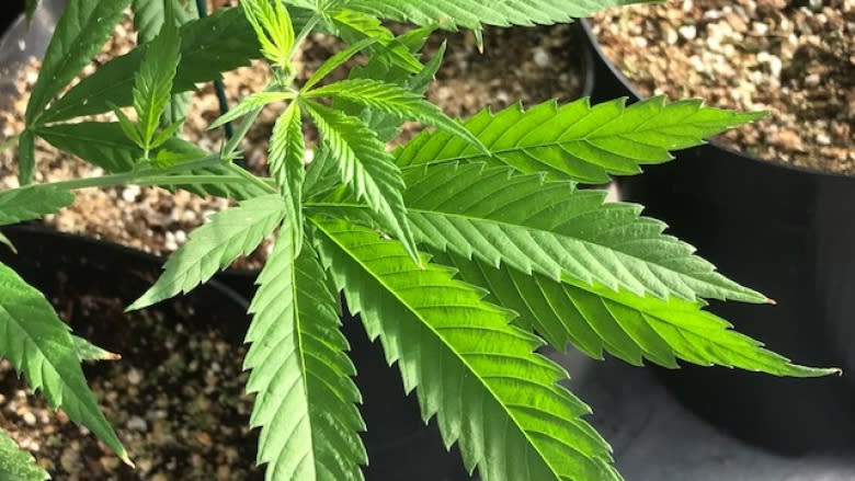 5 more N.L. towns could have local legal pot shops