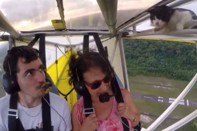 Cat on board plane French Guiana