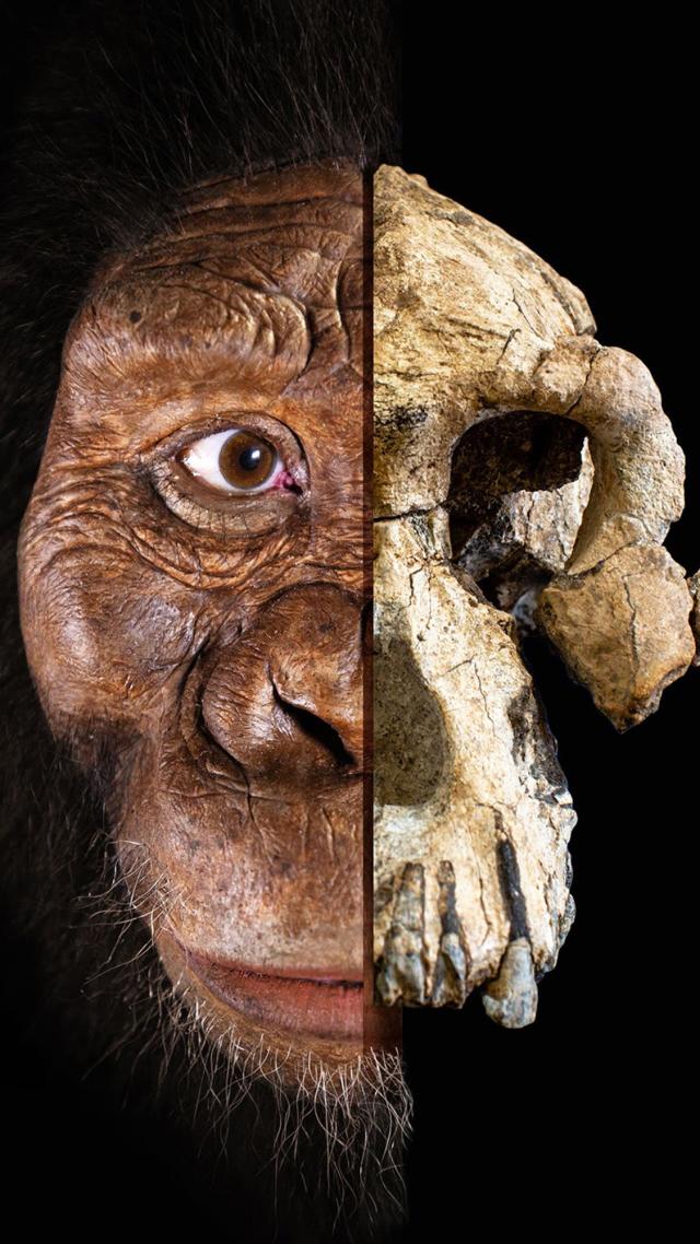 Mandíbula de Australopithecus anamensis - Bios Réplicas site especializado  em biologia e paleontologia