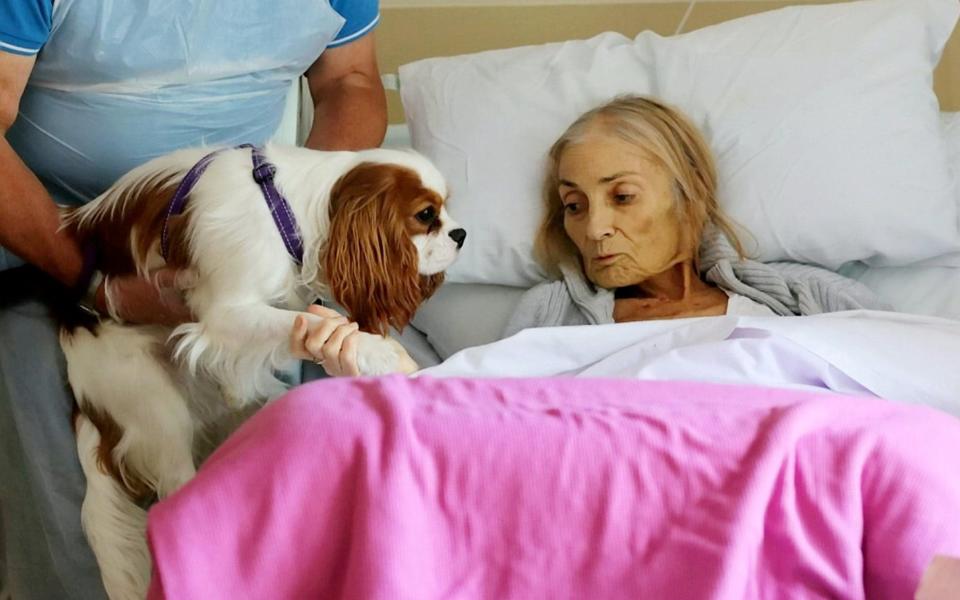 Jan Holman holding the paw of one of her two spaniels, Monty and Rowley - HospiceoftheGoodShepherd/SWNS