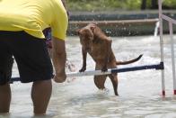 <p>A trainer tries to convince a dog to jump over an obstacle during the Dog Olympic Games in Rio de Janeiro, Brazil, Sunday, Sept. 18, 2016. Owner of the dog park and organizer of the animal event Marco Antonio Toto says his goal is to socialize humans and their pets while celebrating sports. (AP Photo/Silvia Izquierdo) </p>