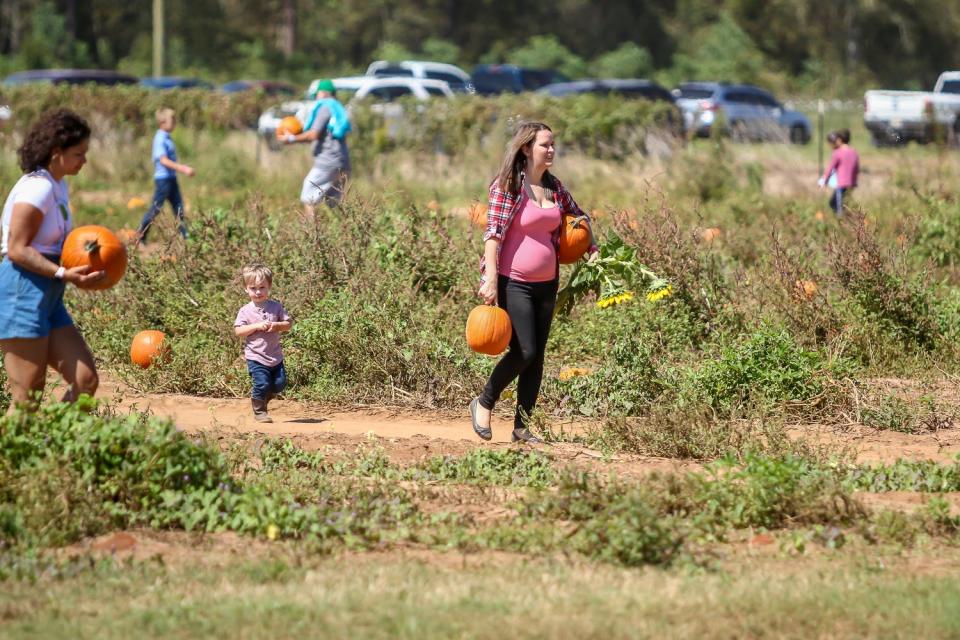 People grab their choice of pumpkins at Holland Farms on Oct. 3, 2020. Holland Farms is located at 2055 Homer Holland Road in Milton.